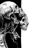 skull art print